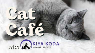 Cat Cafe with Kiya Koda