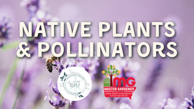 native plants and pollinators