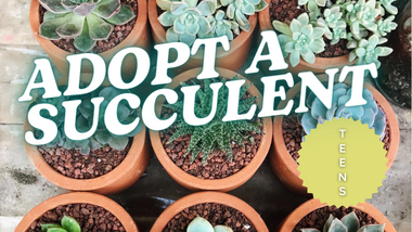 Adopt a Succulent