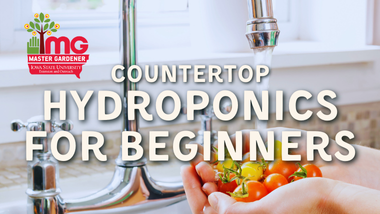 countertop hydroponics for beginners